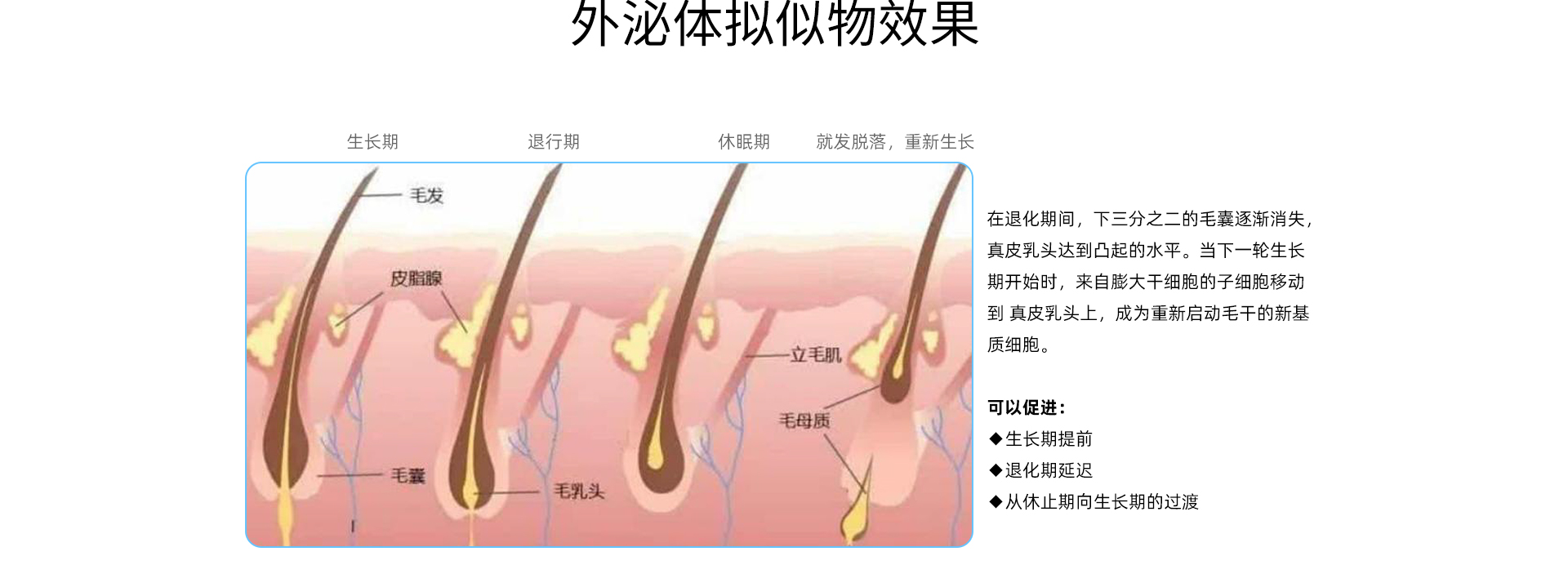 干细胞生发